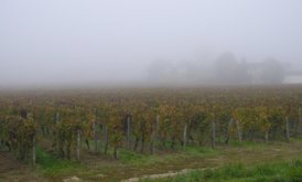 FogVineyard