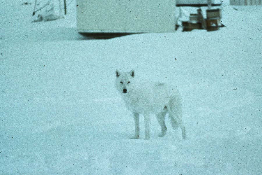 Arctic Wolf
